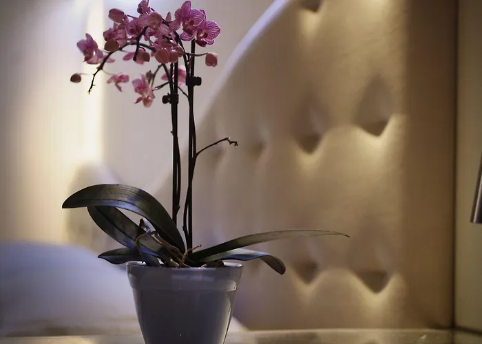 Hotel Bellariva Feeling Rimini